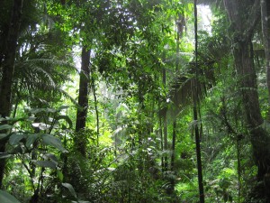 un-peu-de-jungle